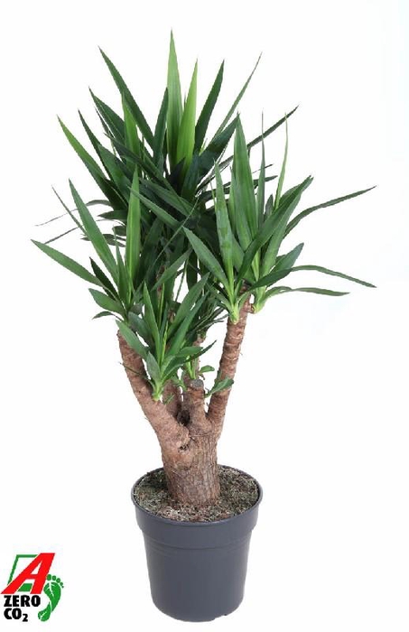 <h4>Yucca Elephantipes vertakt</h4>