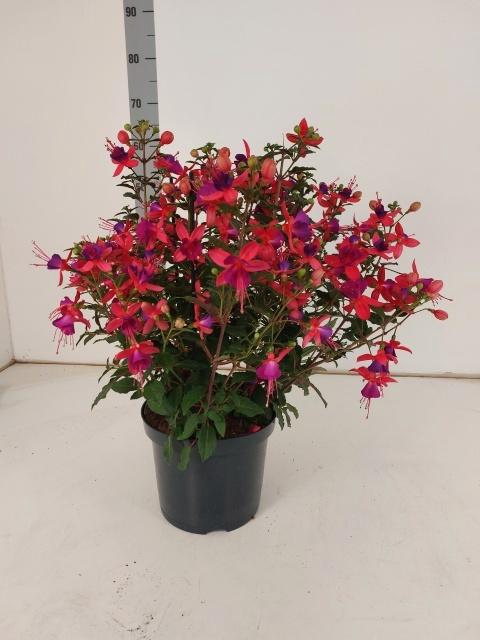 <h4>FUCHSIA OV</h4>