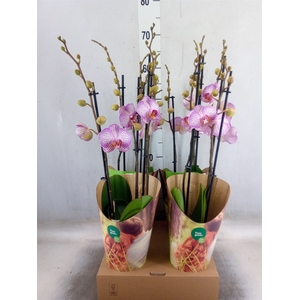 Phalaenopsis  'Candy Crush'