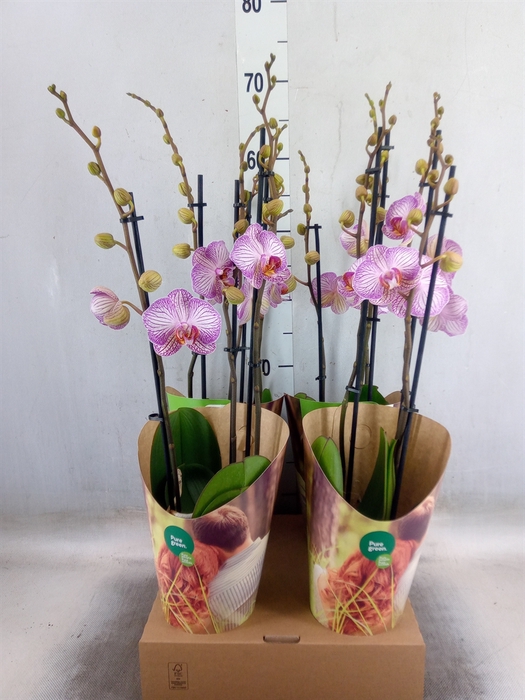 <h4>Phalaenopsis  'Candy Crush'</h4>