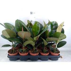 Ficus elastica 'Robusta'