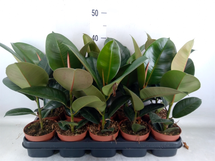 <h4>Ficus elastica 'Robusta'</h4>
