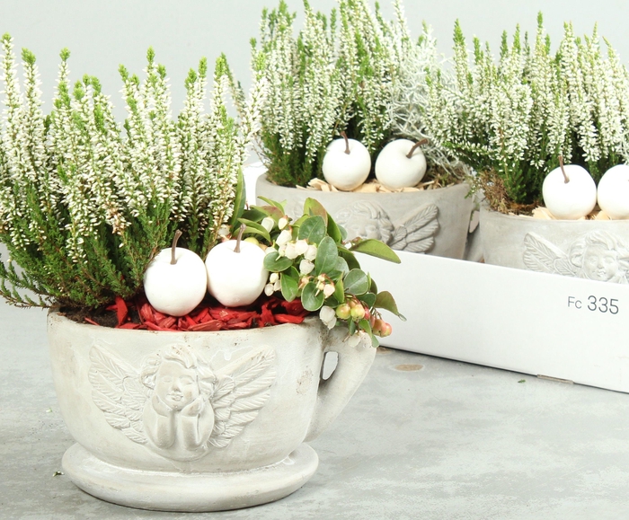 <h4>ARR TUINPLANTEN</h4>