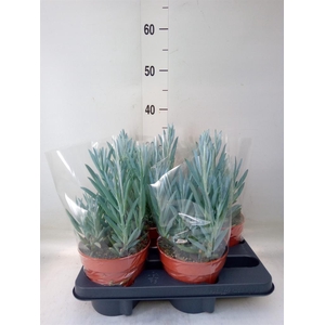 Curio ficoides 'Mount everest'