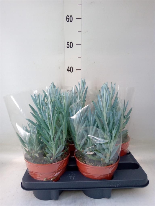 <h4>Curio ficoides 'Mount everest'</h4>