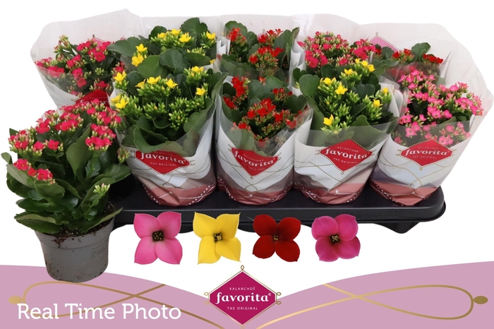 <h4>KAL EN GEM 4 KL</h4>