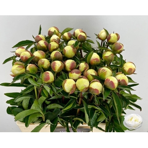 PAEONIA LACT. 'DUCHESSE DE NEMOUR'