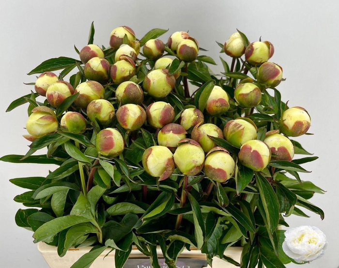<h4>PAEONIA LACT. 'DUCHESSE DE NEMOUR'</h4>