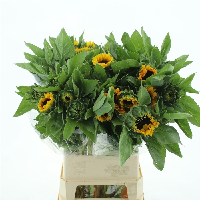 <h4>Helian An Vin Choice Super</h4>