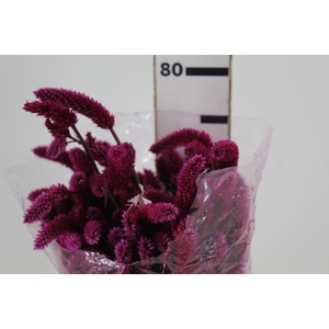 CELOSIA RABO DE GATO PINK 070 CM