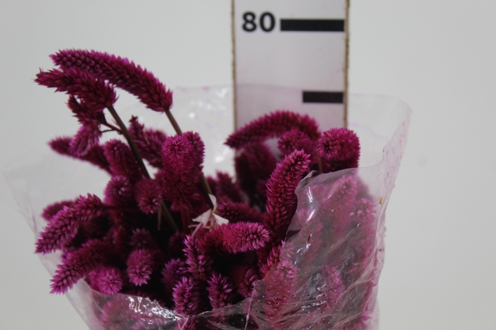 <h4>CELOSIA RABO DE GATO PINK 070 CM</h4>