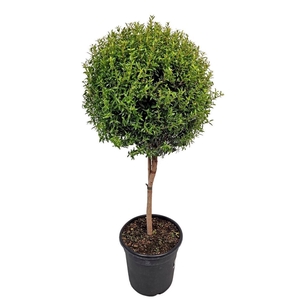 MYRTUS COM