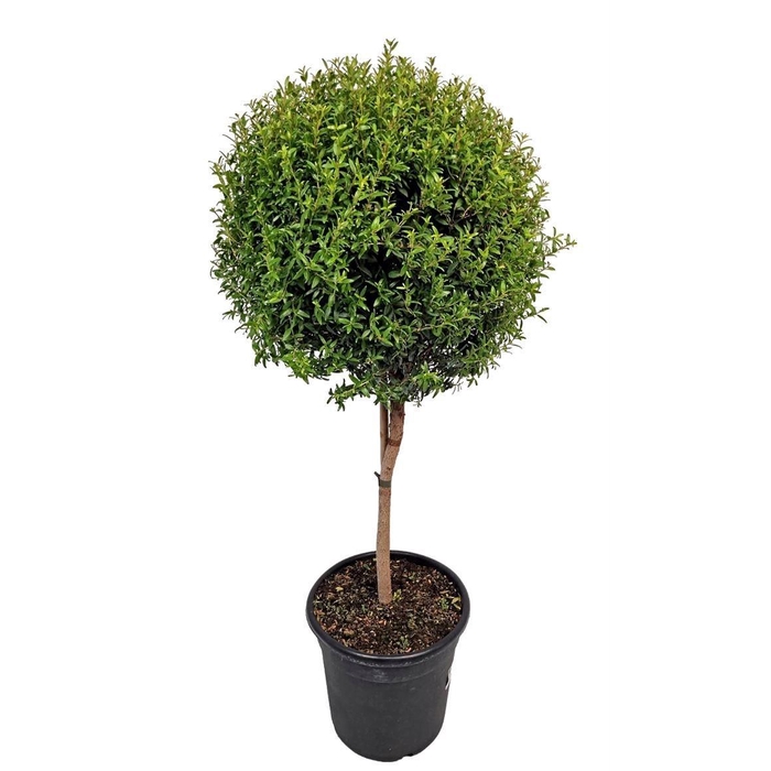 <h4>MYRTUS COM</h4>