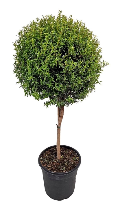 MYRTUS COM