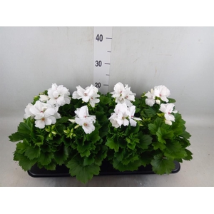 Pelargonium gran.   ..