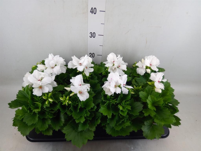 <h4>Pelargonium gran.   ..</h4>