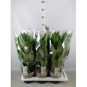 Spathiphyllum  'Diamond'