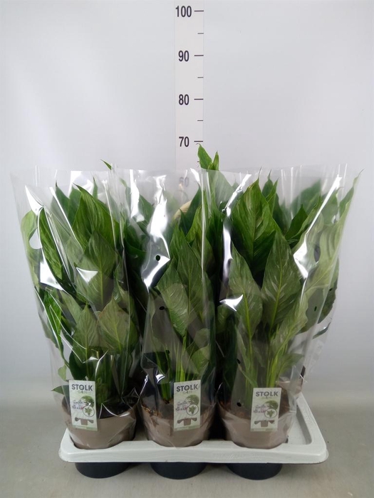 <h4>Spathiphyllum  'Diamond'</h4>