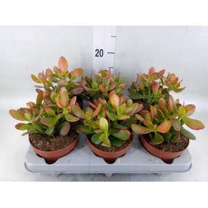 Crassula ovata 'Sunset'