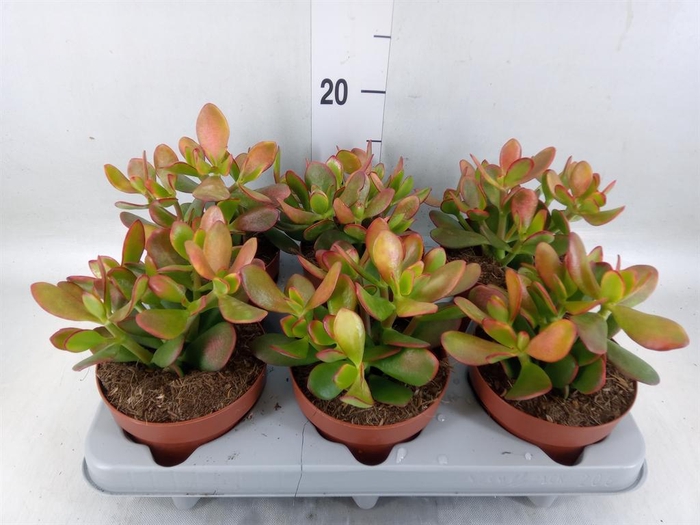 <h4>Crassula ovata 'Sunset'</h4>