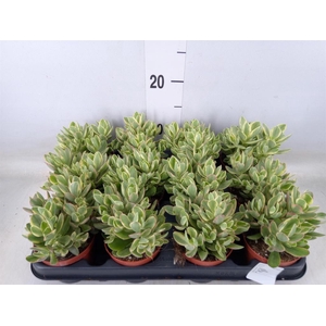 Crassula   ...