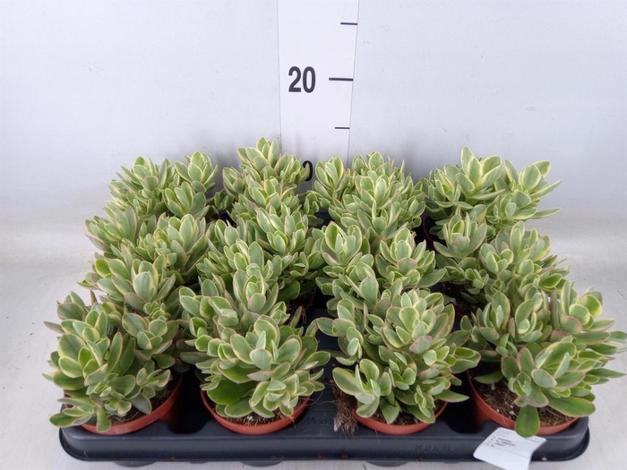 <h4>Crassula   ...</h4>