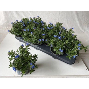 GLANDO DIF HEAVEN BL