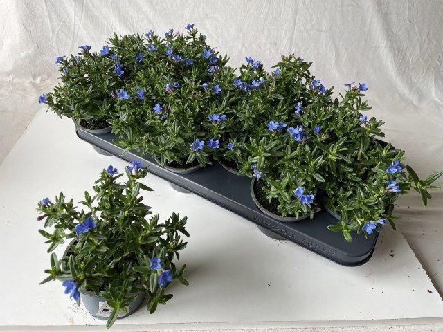 <h4>GLANDO DIF HEAVEN BL</h4>