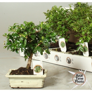 BONSAI GEM