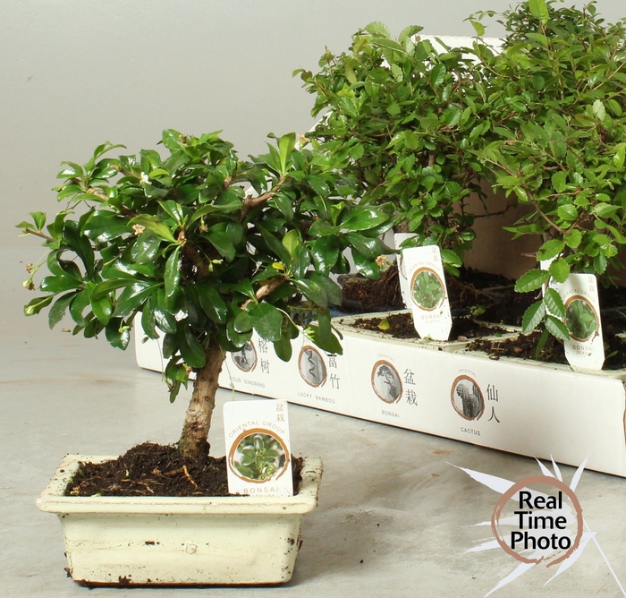 <h4>BONSAI GEM</h4>