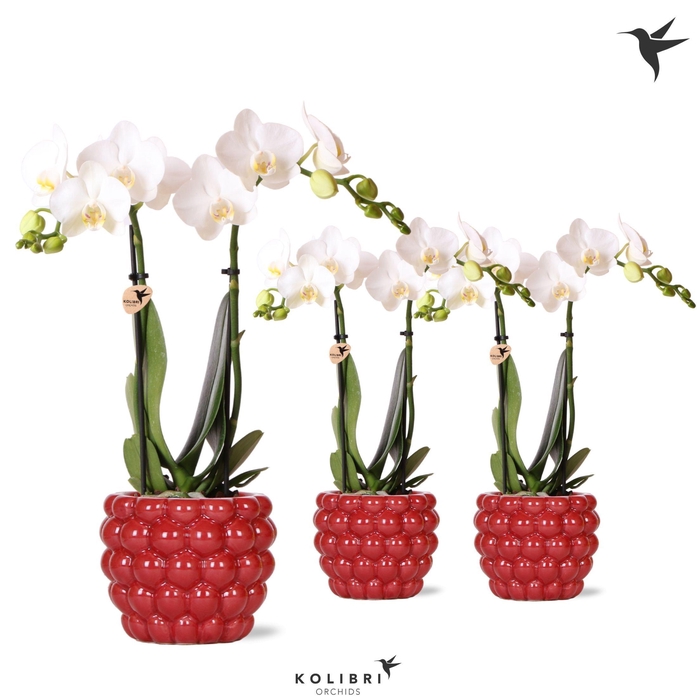 <h4>Kolibri Orchids Phalaenopsis white 2 spike in Berry pot</h4>