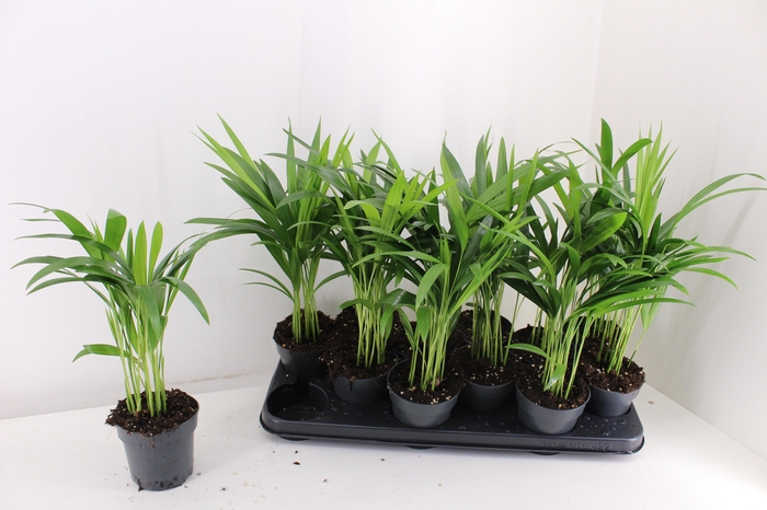 <h4>DYPSIS LUTESCENS</h4>