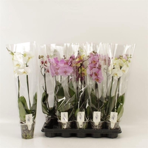 PHAL GEM 6 KL