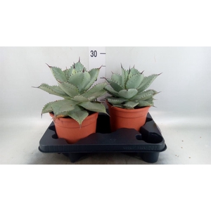 Agave   ...