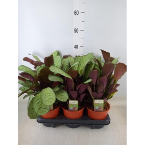 Ctenanthe burle-marxii 'Amagris'