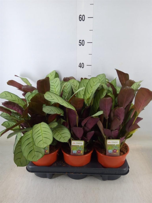 <h4>Ctenanthe burle-marxii 'Amagris'</h4>