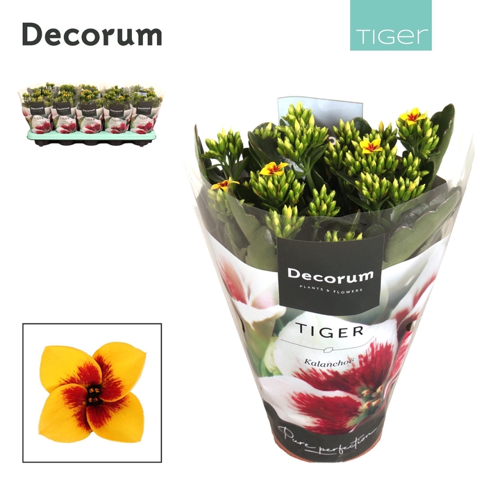 <h4>Kalanchoe Decorum Tiger - 10,5 cm Tiger Yellow</h4>