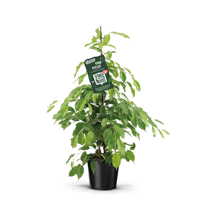 <h4>Ficus Exotica</h4>