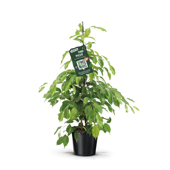 Ficus Exotica