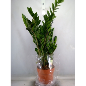 Zamioculcas zamiifolia