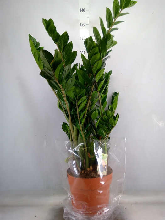 <h4>Zamioculcas zamiifolia</h4>