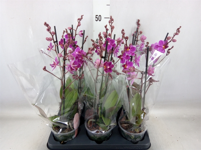 <h4>Phalaenopsis multi. 'Ant Merida'</h4>