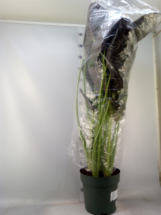 <h4>Alocasia wentii</h4>