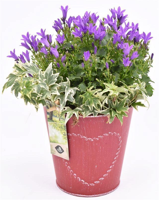 <h4>Zink pot rood met hart 18cm</h4>