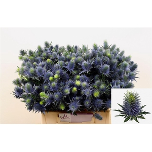 Eryn Supernova Qstar