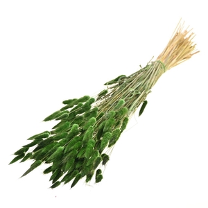 Lagurus Ovatus Moss Green