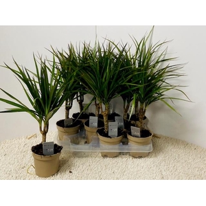 DRA MARGINATA