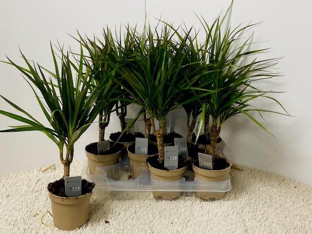 <h4>DRA MARGINATA</h4>