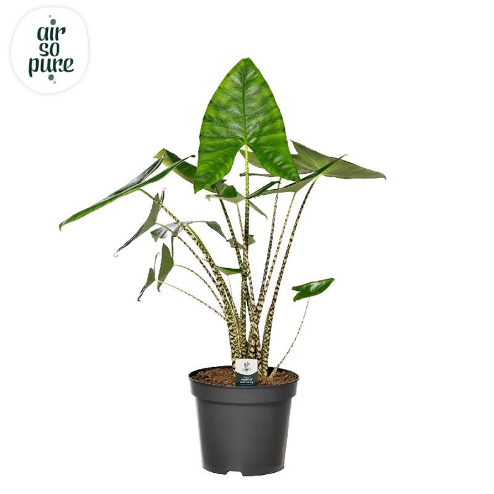 Alocasia Overig Zebrina