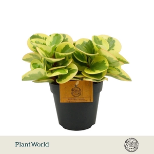 Peperomia Obtipan Bicolor 12cm